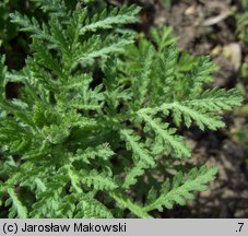 Anthemis tinctoria (rumian żółty)