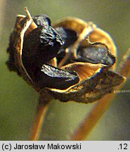 Anthericum ramosum