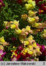 Antirrhinum majus (wyżlin większy)