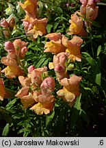 Antirrhinum majus (wyżlin większy)