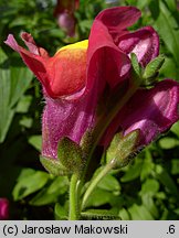 Antirrhinum majus (wyżlin większy)