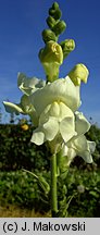 Antirrhinum majus (wyżlin większy)