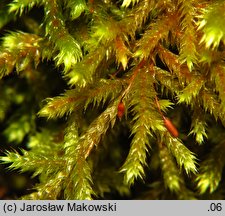 Antitrichia curtipendula (jeżolist zwyczajny)