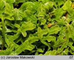 Apometzgeria pubescens (widlicowiec omszony)