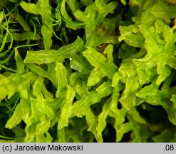 Apometzgeria pubescens (widlicowiec omszony)