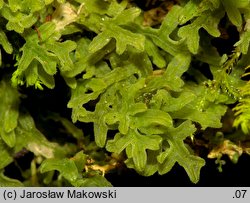 Apometzgeria pubescens (widlicowiec omszony)