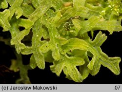 Apometzgeria pubescens (widlicowiec omszony)