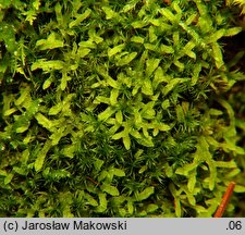 Apometzgeria pubescens (widlicowiec omszony)