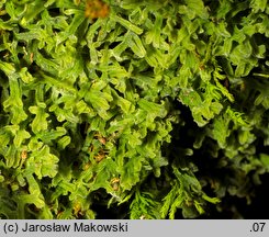 Apometzgeria pubescens (widlicowiec omszony)