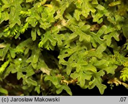 Apometzgeria pubescens (widlicowiec omszony)