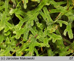 Apometzgeria pubescens (widlicowiec omszony)