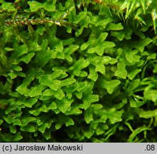 Apometzgeria pubescens (widlicowiec omszony)