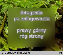 Apometzgeria pubescens (widlicowiec omszony)