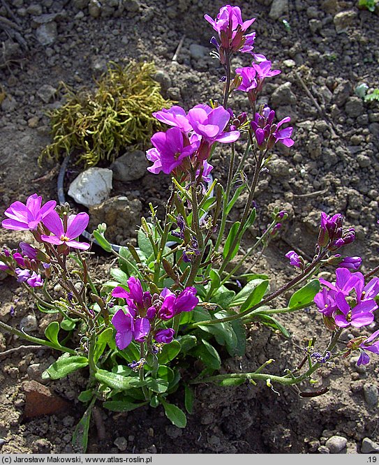 Arabis blepharophylla (gęsiówka orzęsiona)