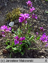 Arabis blepharophylla (gęsiówka orzęsiona)