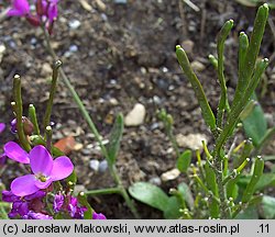 Arabis blepharophylla (gęsiówka orzęsiona)