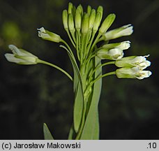 Arabis glabra (wieżyczka gładka)