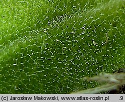 Arabis glabra (wieżyczka gładka)