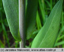 Arabis glabra (wieżyczka gładka)