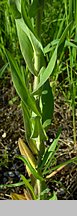 Arabis glabra (wieżyczka gładka)