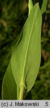 Arabis glabra (wieżyczka gładka)