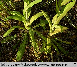 Arabis glabra (wieżyczka gładka)