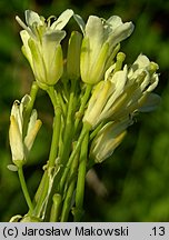 Arabis glabra (wieżyczka gładka)