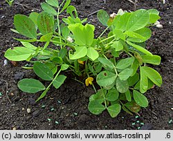 Arachis hypogaea