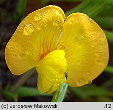 Arachis hypogaea