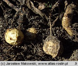 Arachis hypogaea