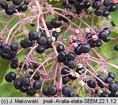 Aralia elata (aralia japońska)