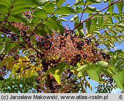 Aralia elata (aralia japońska)