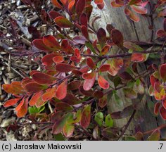 Arctostaphylos uva-ursi (mącznica lekarska)