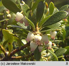 Arctostaphylos uva-ursi