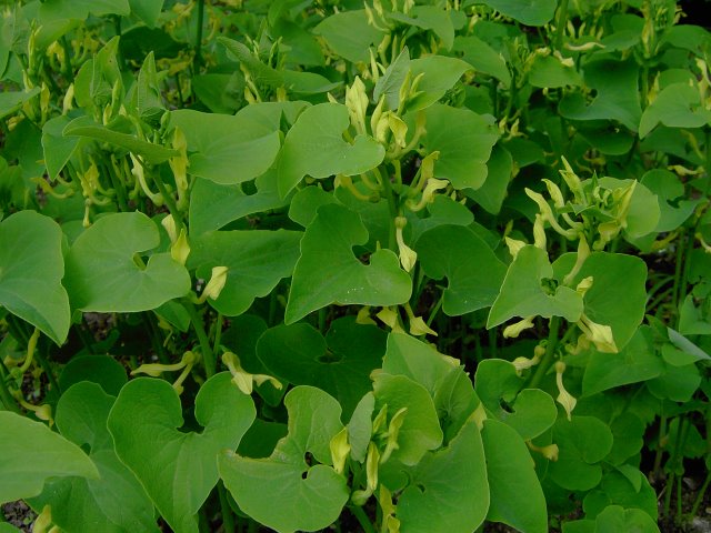 Aristolochia clematitis (kokornak powojnikowy)