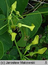 Aristolochia clematitis (kokornak powojnikowy)