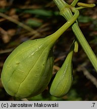 Aristolochia clematitis (kokornak powojnikowy)