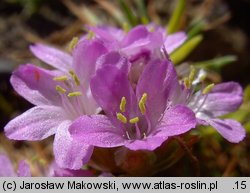 Armeria humilis (zawciąg jałowcolistny)