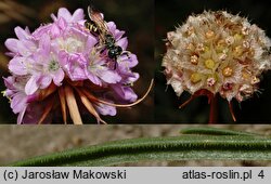 Armeria maritima ssp. elongata (zawciąg pospolity wydłużony)