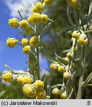 Artemisia absinthium (bylica piołun)