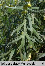 Artemisia absinthium (bylica piołun)