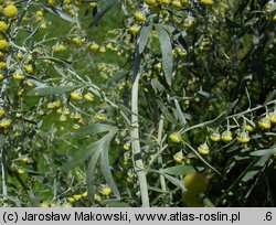 Artemisia absinthium (bylica piołun)