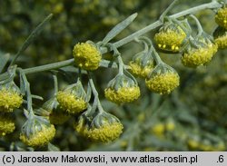 Artemisia absinthium (bylica piołun)