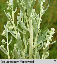 Artemisia absinthium (bylica piołun)