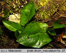 Arum maculatum (obrazki plamiste)