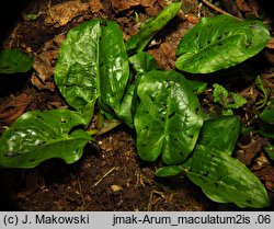 Arum maculatum (obrazki plamiste)