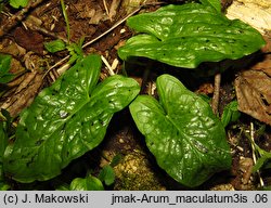 Arum maculatum (obrazki plamiste)