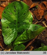 Arum maculatum (obrazki plamiste)