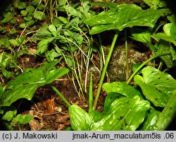 Arum maculatum (obrazki plamiste)