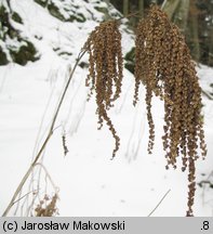 Aruncus sylvestris (parzydło leśne)